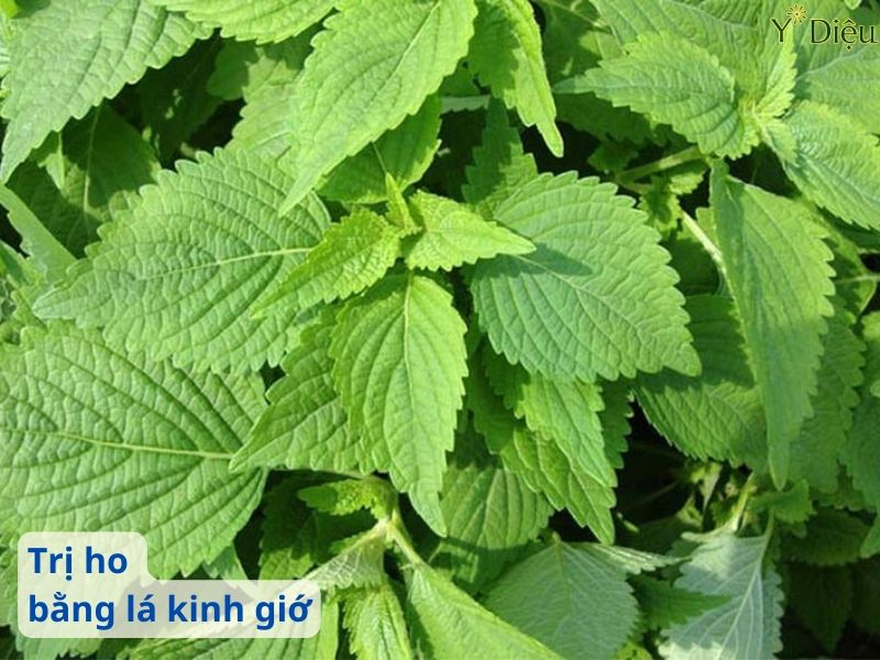 Trị Ho Bằng Lá Kinh Giới Giải Pháp Tự Nhiên An Toàn Hiệu Quả